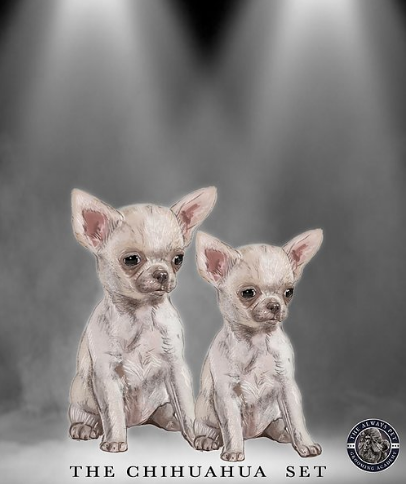 Chihuahua Set